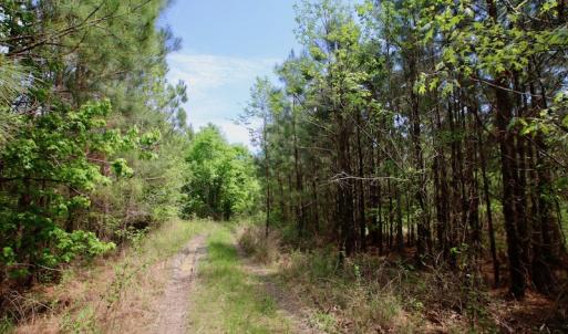 Photo of UNDER CONTRACT!  14 acres of Hunting and Timber Land for Sale in Gates County NC!