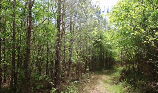 Photo of UNDER CONTRACT!  14 acres of Hunting and Timber Land for Sale in Gates County NC!