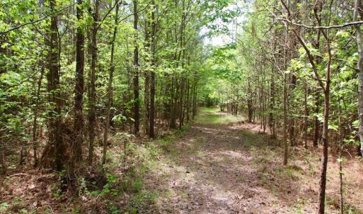 Photo of UNDER CONTRACT!  14 acres of Hunting and Timber Land for Sale in Gates County NC!