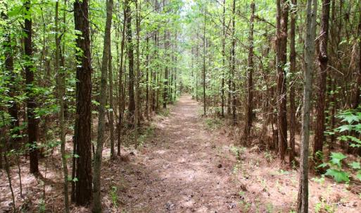 Photo of UNDER CONTRACT!  14 acres of Hunting and Timber Land for Sale in Gates County NC!