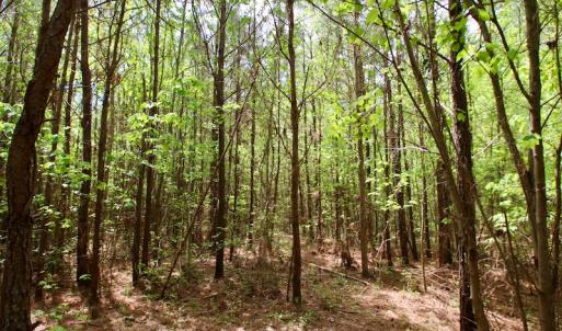 Photo of UNDER CONTRACT!  14 acres of Hunting and Timber Land for Sale in Gates County NC!