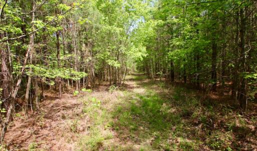 Photo of UNDER CONTRACT!  14 acres of Hunting and Timber Land for Sale in Gates County NC!