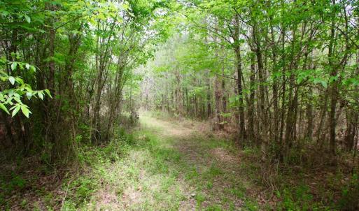 Photo of UNDER CONTRACT!  14 acres of Hunting and Timber Land for Sale in Gates County NC!