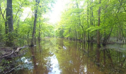 Photo of UNDER CONTRACT!  185 Acres of Hunting Land for Sale in Johnston County NC!