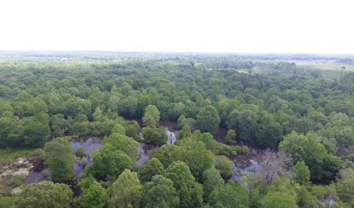 Photo of UNDER CONTRACT!  185 Acres of Hunting Land for Sale in Johnston County NC!