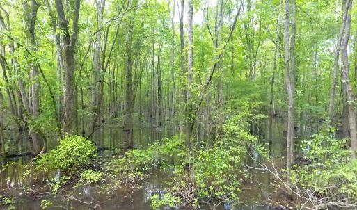 Photo of UNDER CONTRACT!  185 Acres of Hunting Land for Sale in Johnston County NC!