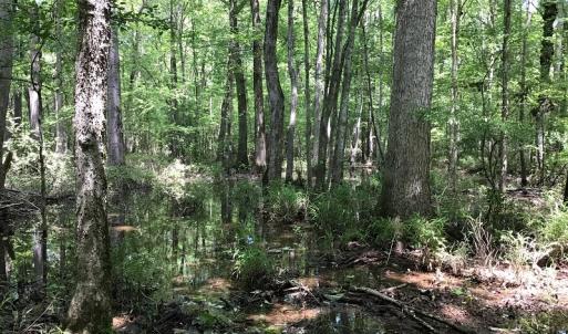 Photo of UNDER CONTRACT!  185 Acres of Hunting Land for Sale in Johnston County NC!