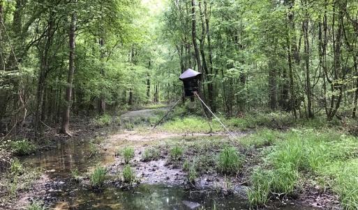 Photo of UNDER CONTRACT!  185 Acres of Hunting Land for Sale in Johnston County NC!