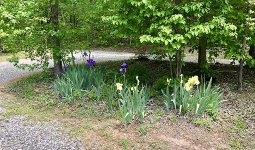 Photo of SOLD!  25 Acres of Hunting and Residential Land For Sale in Lunenburg County VA!