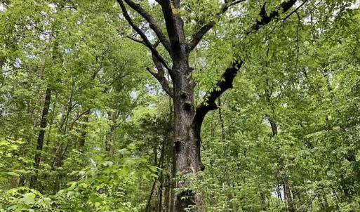 Photo of SOLD!  25 Acres of Hunting and Residential Land For Sale in Lunenburg County VA!