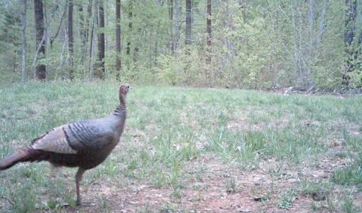 Photo of SOLD!  25 Acres of Hunting and Residential Land For Sale in Lunenburg County VA!