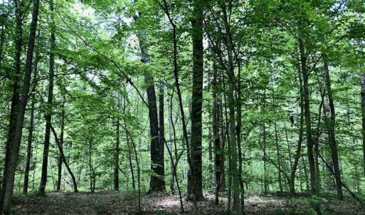 Photo of SOLD!  25 Acres of Hunting and Residential Land For Sale in Lunenburg County VA!