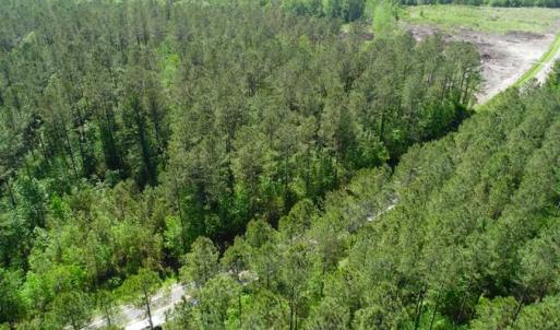 Photo of SOLD!!  20.4 Acres of Hunting and Timber Land For Sale in Jones County NC!