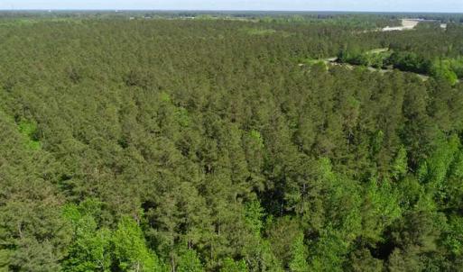 Photo of SOLD!!  20.4 Acres of Hunting and Timber Land For Sale in Jones County NC!