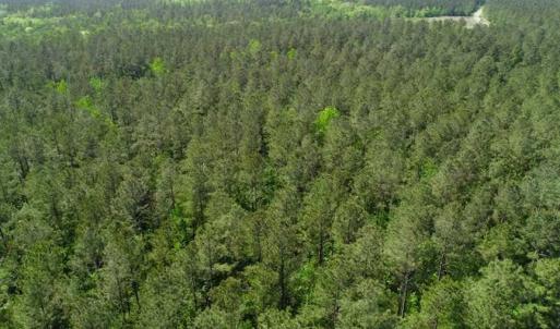 Photo of SOLD!!  20.4 Acres of Hunting and Timber Land For Sale in Jones County NC!