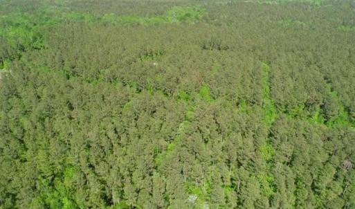 Photo of SOLD!!  20.4 Acres of Hunting and Timber Land For Sale in Jones County NC!