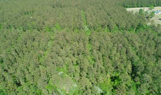Photo of SOLD!!  20.4 Acres of Hunting and Timber Land For Sale in Jones County NC!