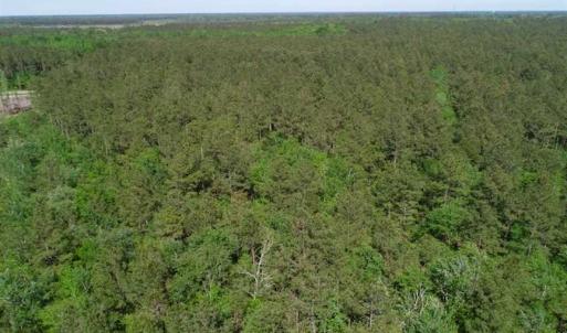 Photo of SOLD!!  20.4 Acres of Hunting and Timber Land For Sale in Jones County NC!
