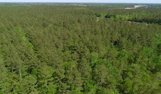 Photo of SOLD!!  20.4 Acres of Hunting and Timber Land For Sale in Jones County NC!