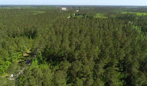 Photo of SOLD!!  20.4 Acres of Hunting and Timber Land For Sale in Jones County NC!