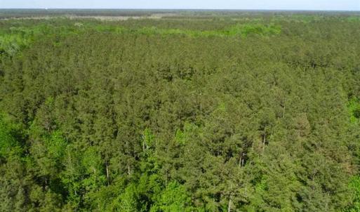 Photo of SOLD!!  20.4 Acres of Hunting and Timber Land For Sale in Jones County NC!