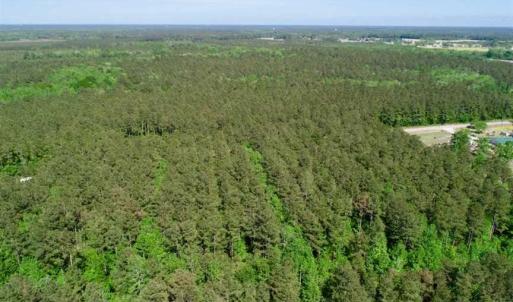Photo of SOLD!!  20.4 Acres of Hunting and Timber Land For Sale in Jones County NC!
