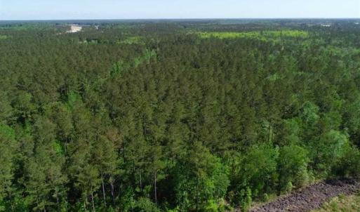 Photo of SOLD!!  20.4 Acres of Hunting and Timber Land For Sale in Jones County NC!