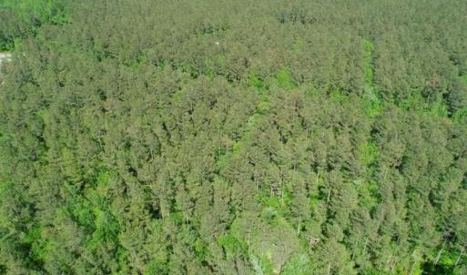 Photo of SOLD!!  20.4 Acres of Hunting and Timber Land For Sale in Jones County NC!