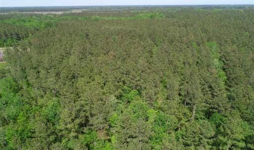 Photo of SOLD!!  20.4 Acres of Hunting and Timber Land For Sale in Jones County NC!