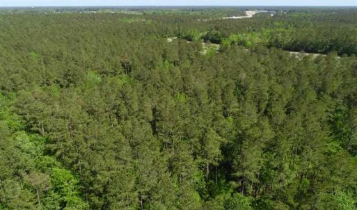 Photo of SOLD!!  20.4 Acres of Hunting and Timber Land For Sale in Jones County NC!