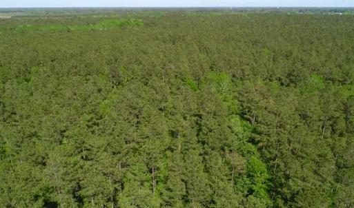 Photo of SOLD!!  20.4 Acres of Hunting and Timber Land For Sale in Jones County NC!