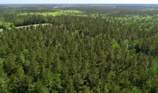 Photo of SOLD!!  20.4 Acres of Hunting and Timber Land For Sale in Jones County NC!