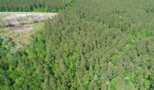 Photo of SOLD!!  20.4 Acres of Hunting and Timber Land For Sale in Jones County NC!