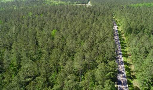 Photo of SOLD!!  20.4 Acres of Hunting and Timber Land For Sale in Jones County NC!