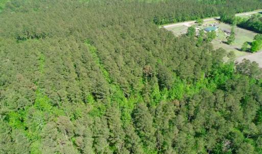 Photo of SOLD!!  20.4 Acres of Hunting and Timber Land For Sale in Jones County NC!