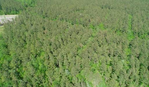 Photo of SOLD!!  20.4 Acres of Hunting and Timber Land For Sale in Jones County NC!