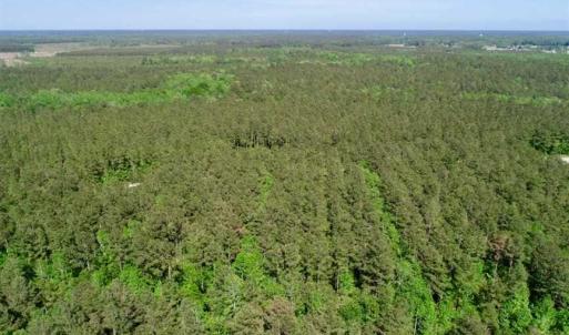 Photo of SOLD!!  20.4 Acres of Hunting and Timber Land For Sale in Jones County NC!