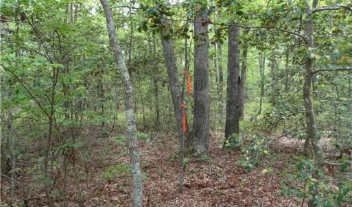 Photo of UNDER CONTRACT!  2 Acre Residential Lot For Sale in Spotsylvania County VA!
