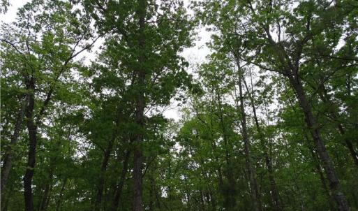 Photo of UNDER CONTRACT!  2 Acre Residential Lot For Sale in Spotsylvania County VA!