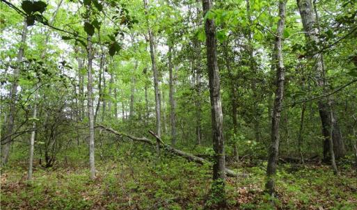 Photo of UNDER CONTRACT!  2 Acre Residential Lot For Sale in Spotsylvania County VA!