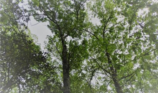 Photo of UNDER CONTRACT!  2 Acre Residential Lot For Sale in Spotsylvania County VA!