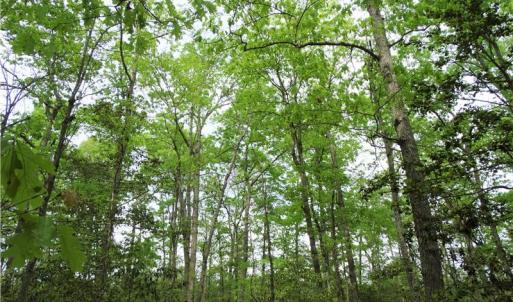 Photo of UNDER CONTRACT!  2 Acre Residential Lot For Sale in Spotsylvania County VA!