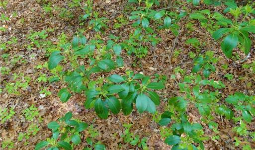 Photo of UNDER CONTRACT!  2 Acre Residential Lot For Sale in Spotsylvania County VA!