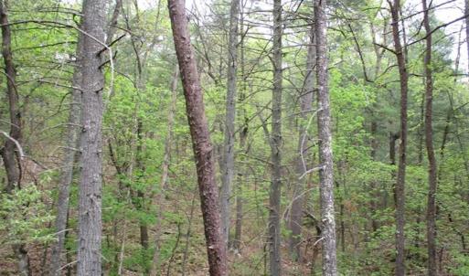 Photo of SOLD!!  42 Acres of Residential and Recreational Land for Sale in Alleghany County VA!