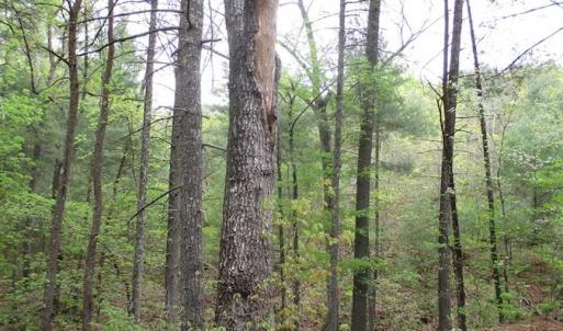 Photo of SOLD!!  42 Acres of Residential and Recreational Land for Sale in Alleghany County VA!