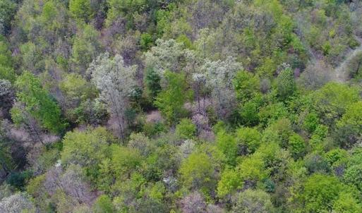 Photo of SOLD!!  42 Acres of Residential and Recreational Land for Sale in Alleghany County VA!