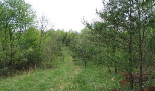 Photo of SOLD!!  42 Acres of Residential and Recreational Land for Sale in Alleghany County VA!