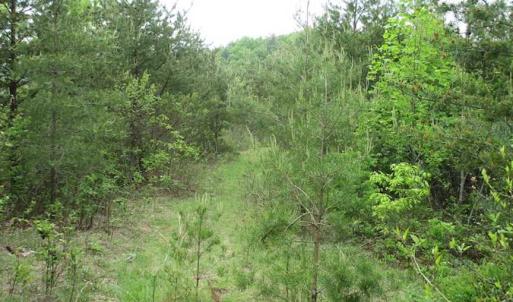 Photo of SOLD!!  42 Acres of Residential and Recreational Land for Sale in Alleghany County VA!