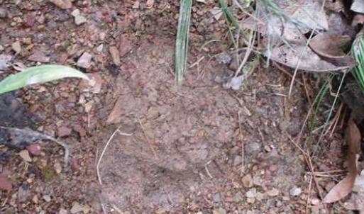 Photo of SOLD!!  42 Acres of Residential and Recreational Land for Sale in Alleghany County VA!