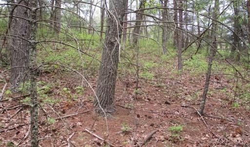 Photo of SOLD!!  42 Acres of Residential and Recreational Land for Sale in Alleghany County VA!